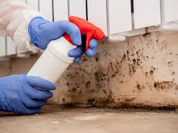 Best Mold Damage Restoration  in Cheboygan, MI